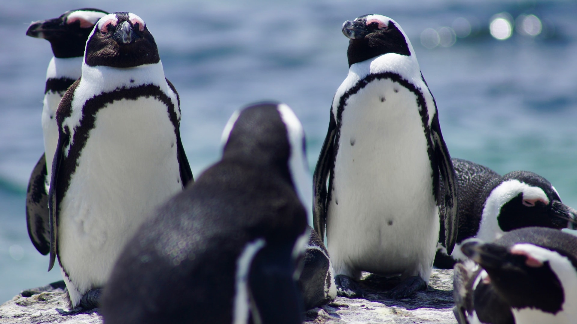 Highlights von Südafrika